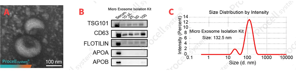 Isolated Exosome Validation